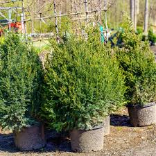 Attēlu rezultāti vaicājumam “Taxus baccata”