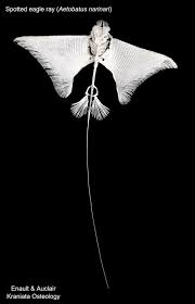 Image result for Aetobatus narinari