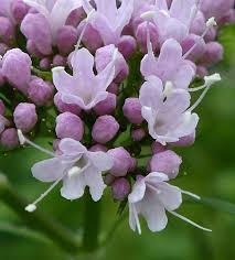 Attēlu rezultāti vaicājumam “Valerianaceae”