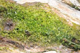 Attēlu rezultāti vaicājumam “Chiloscyphus”