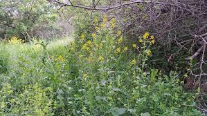 Attēlu rezultāti vaicājumam “Barbarea vulgaris subsp. arcuata fruit”