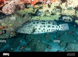Image result for Epinephelus tukula