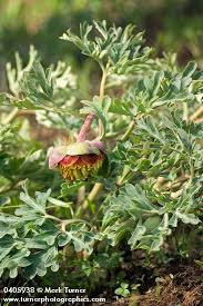 Attēlu rezultāti vaicājumam “Paeoniaceae”