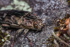 Attēlu rezultāti vaicājumam “Chalcophora mariana”