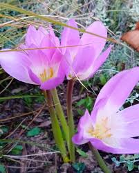 Attēlu rezultāti vaicājumam “Colchicum luteum flower”