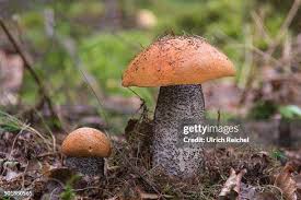 Attēlu rezultāti vaicājumam “Leccinum versipelle”