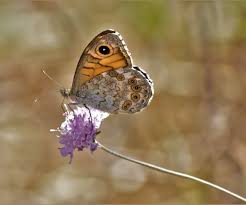 Attēlu rezultāti vaicājumam “Lasiommata megera underside”