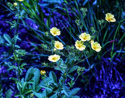 Attēlu rezultāti vaicājumam “Argentina anserina flower”