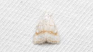 Attēlu rezultāti vaicājumam “Nola aerugula”