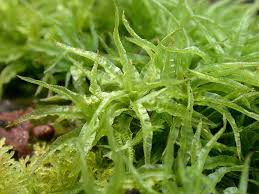 Attēlu rezultāti vaicājumam “Dicranum undulatum”