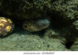 Image result for Muraena helena