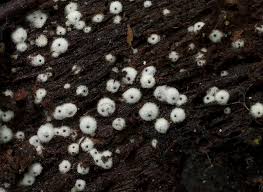 Attēlu rezultāti vaicājumam “Lasiosphaeria ovina”