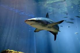 Image result for Carcharhinus obscurus