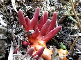 Attēlu rezultāti vaicājumam “Podostroma leucopus”