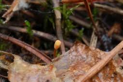 Attēlu rezultāti vaicājumam “Heyderia abietis”