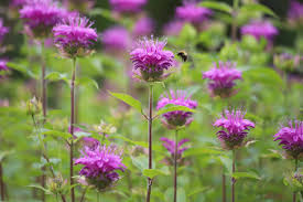 Image result for Monarda didyma