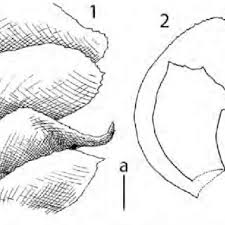 Attēlu rezultāti vaicājumam “Scapania lingulata”