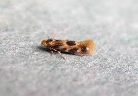 Attēlu rezultāti vaicājumam “Bucculatrix rhamniella”