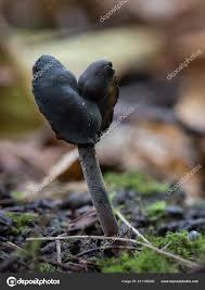 Attēlu rezultāti vaicājumam “Helvella atra”