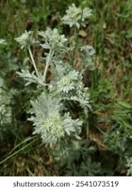 Attēlu rezultāti vaicājumam “Potentilla argentea leaf”