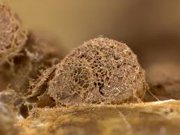 Attēlu rezultāti vaicājumam “Dianema depressum macro”