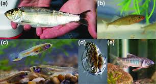 Image result for Alosa pseudoharengus