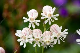 Image result for Silene vulgaris