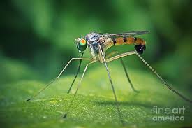 Attēlu rezultāti vaicājumam “Dolichopodidae”