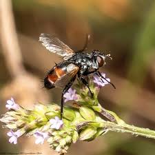 Attēlu rezultāti vaicājumam “Cylindromyia sp.”