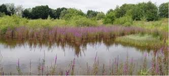 Attēlu rezultāti vaicājumam “Oxyrrhynchium hians var. rigidum”