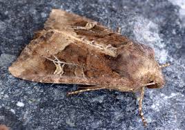 Attēlu rezultāti vaicājumam “Celaena leucostigma”