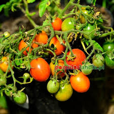 Afbeeldingsresultaat voor 1884 purple tomato