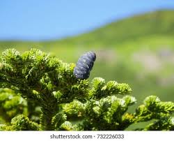 Attēlu rezultāti vaicājumam “Abies mariesii”