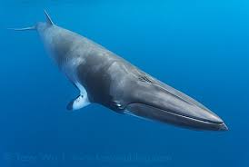 Image result for Balaenoptera acutorostrata