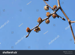 Attēlu rezultāti vaicājumam “Ulmus glabra flower”