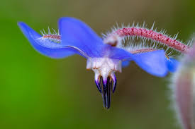 Attēlu rezultāti vaicājumam “Borago officinalis flower”
