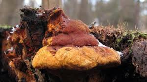 Attēlu rezultāti vaicājumam “Gloeophyllum odoratum”