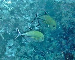 Image result for Caranx lugubris