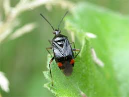 Attēlu rezultāti vaicājumam “Deraeocoris ruber”