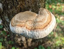 Attēlu rezultāti vaicājumam “Inonotus radiatus”