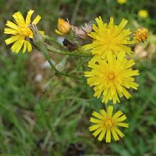 Attēlu rezultāti vaicājumam “Leontodon autumnalis  leaf”