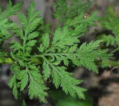Image result for Artemisia annua