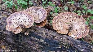 Attēlu rezultāti vaicājumam “Polyporus squamosus”