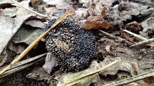 Attēlu rezultāti vaicājumam “Symphytocarpus flaccidus stalked”