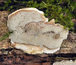 Attēlu rezultāti vaicājumam “Bjerkandera fumosa”