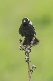 Image result for Dolichonyx oryzivorus