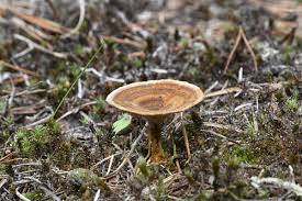 Attēlu rezultāti vaicājumam “Coltricia perennis”