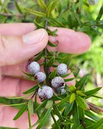 Attēlu rezultāti vaicājumam “Bromopsis inermis fruit”