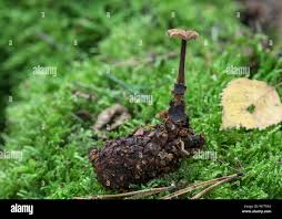 Attēlu rezultāti vaicājumam “Physarum auriscalpium sessile”