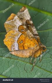 Attēlu rezultāti vaicājumam “Selenia tetralunaria”